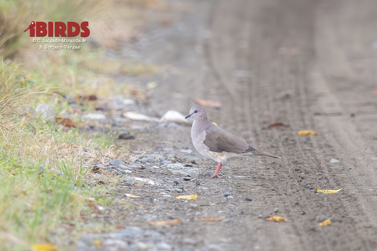 White-tipped Dove - ML646434146