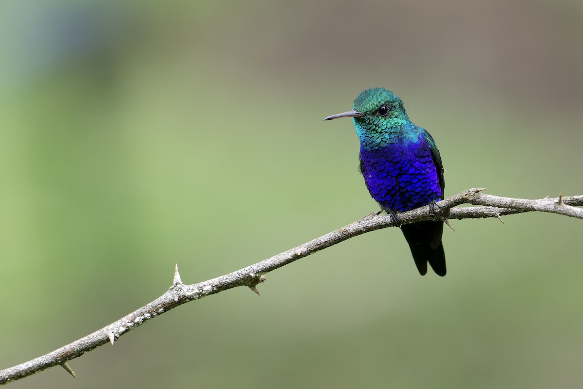 Violet-bellied Hummingbird - ML646434147