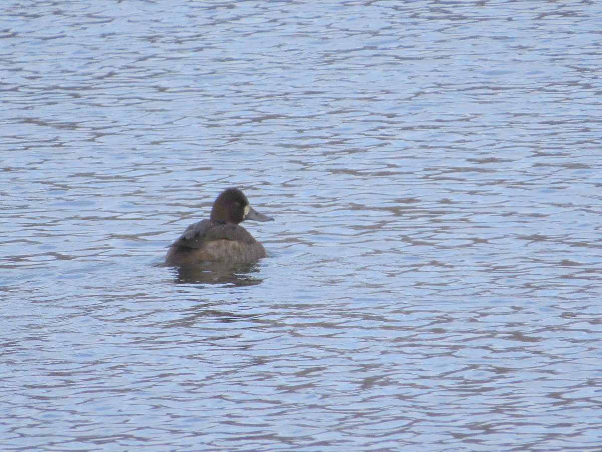 Lesser Scaup - ML646434149