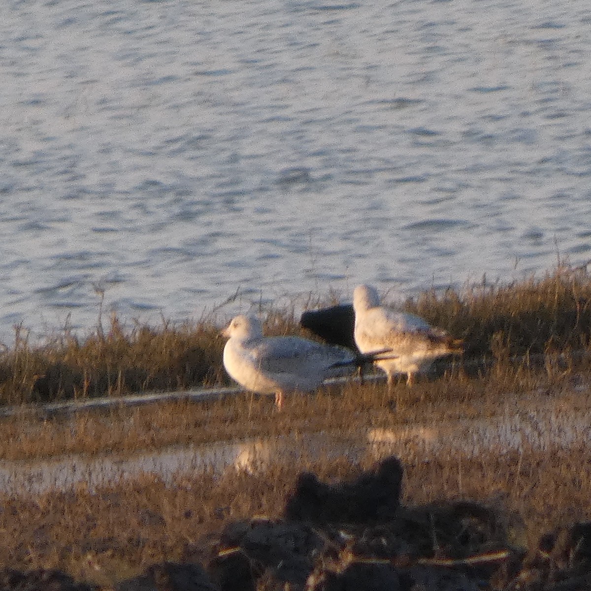 racek kroužkozobý - ML646434150