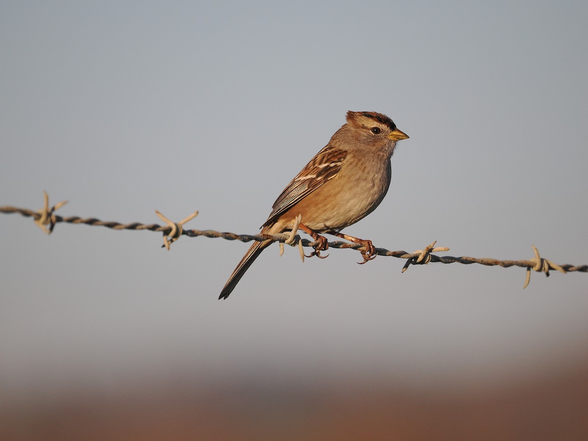 White-crowned Sparrow - ML646434152