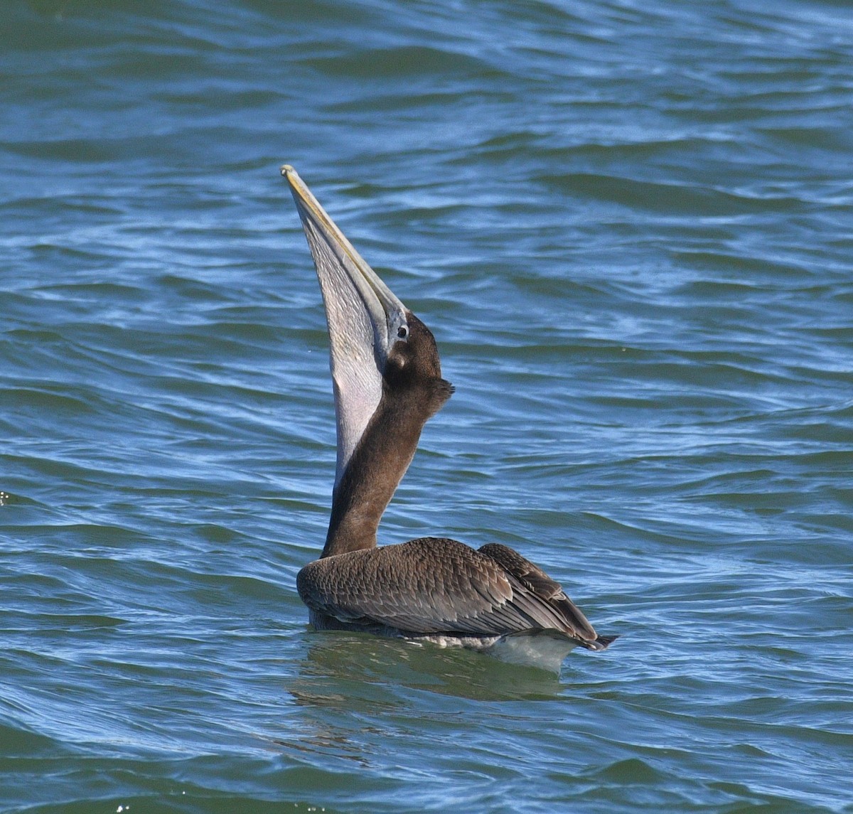 Brown Pelican - ML646434153