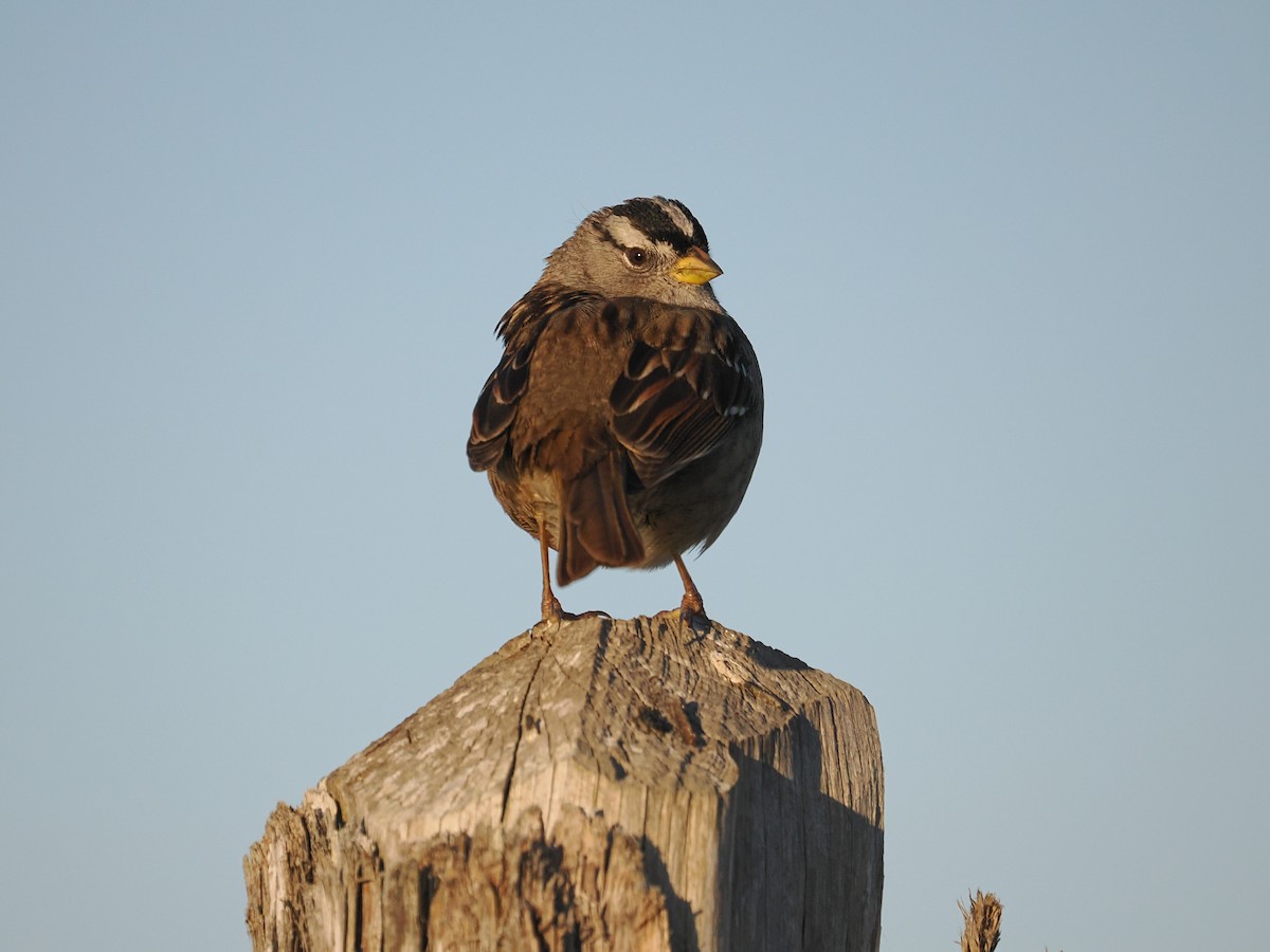 White-crowned Sparrow - ML646434154