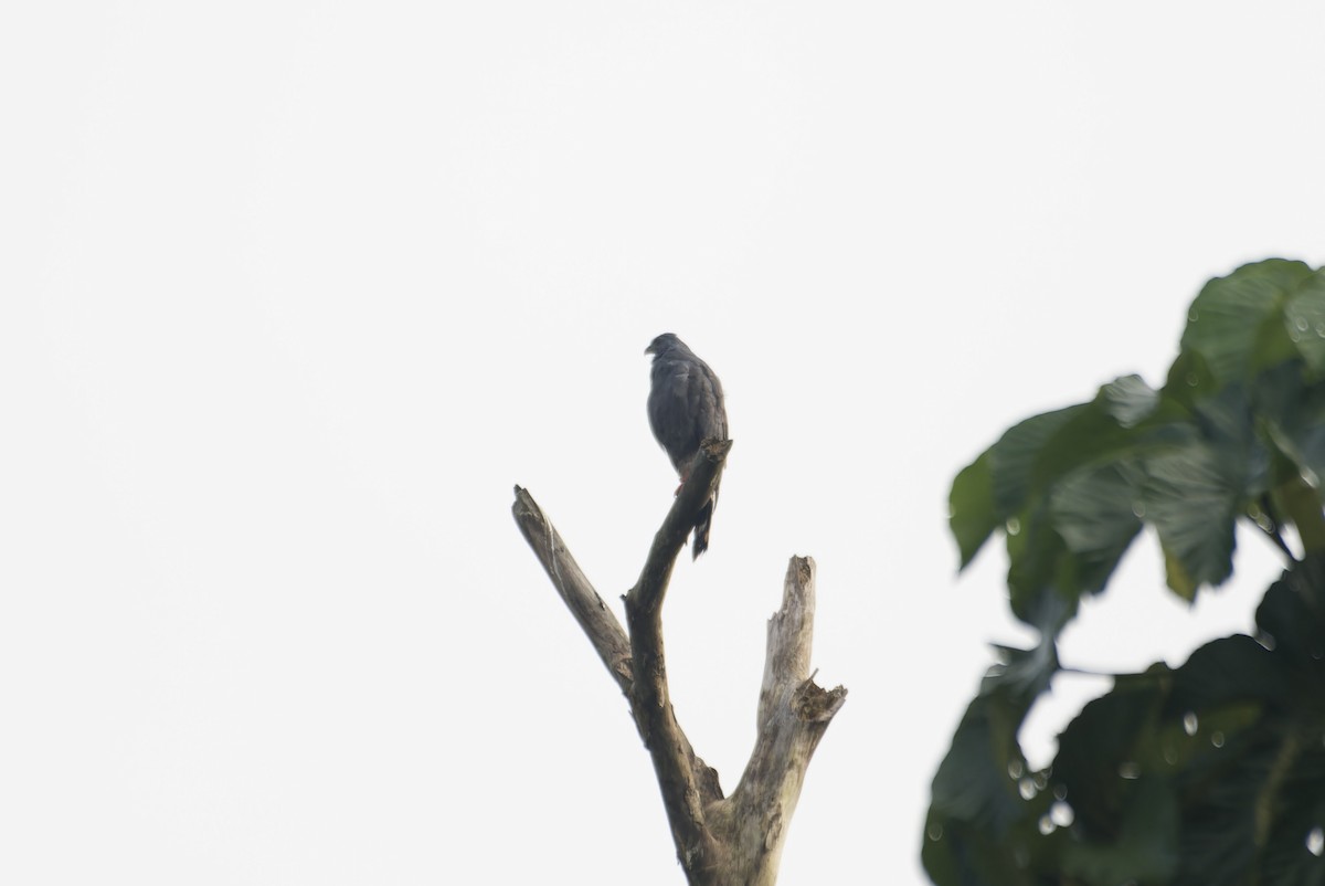 Crane Hawk (Blackish) - ML646434156