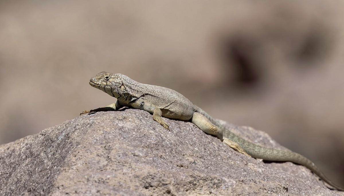麥克羅蜥屬 - ML646434157
