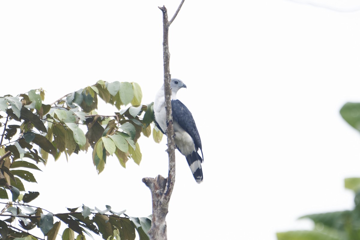 Gray-headed Kite - ML646434158