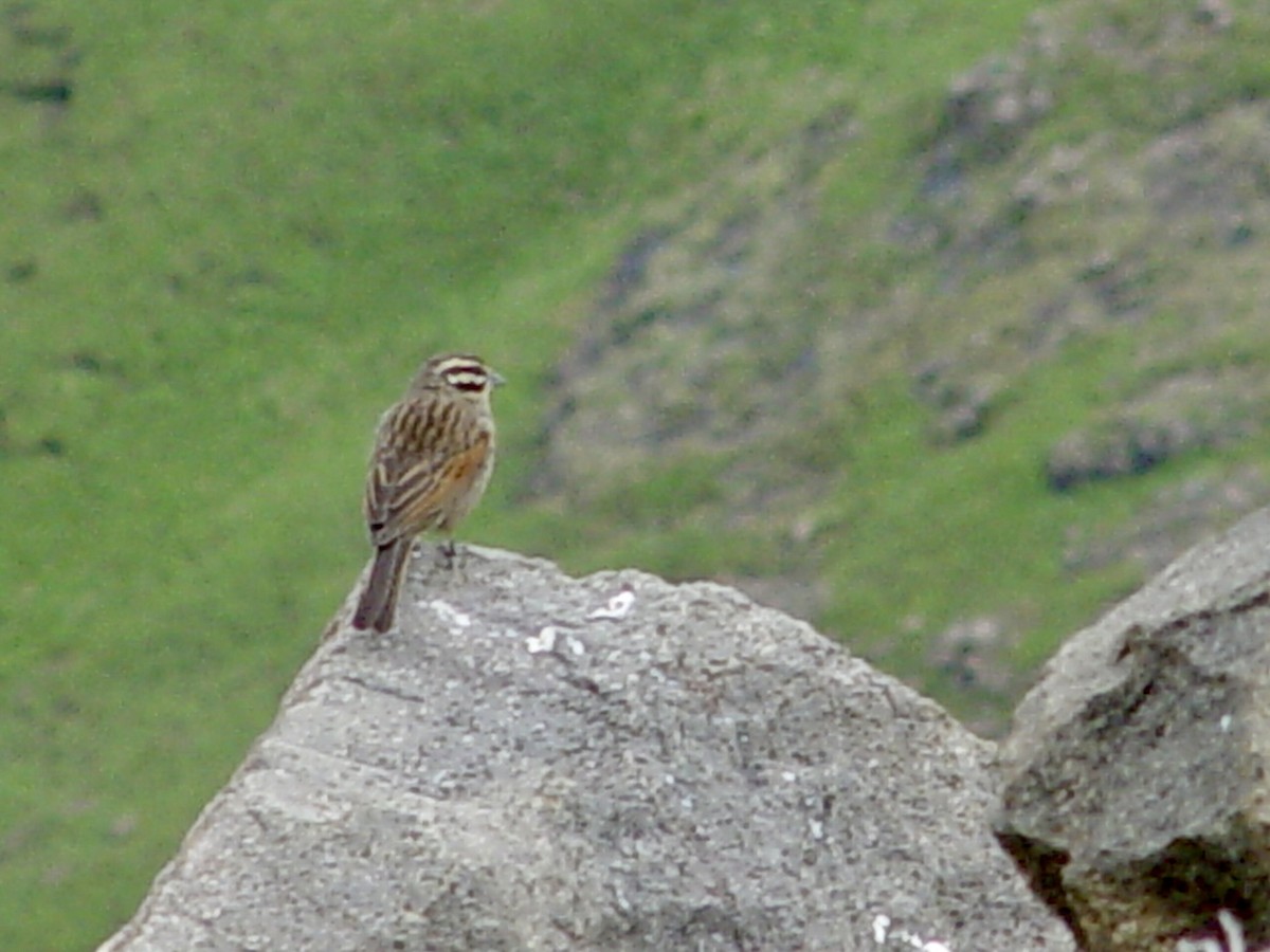 Cape Bunting - ML646434159