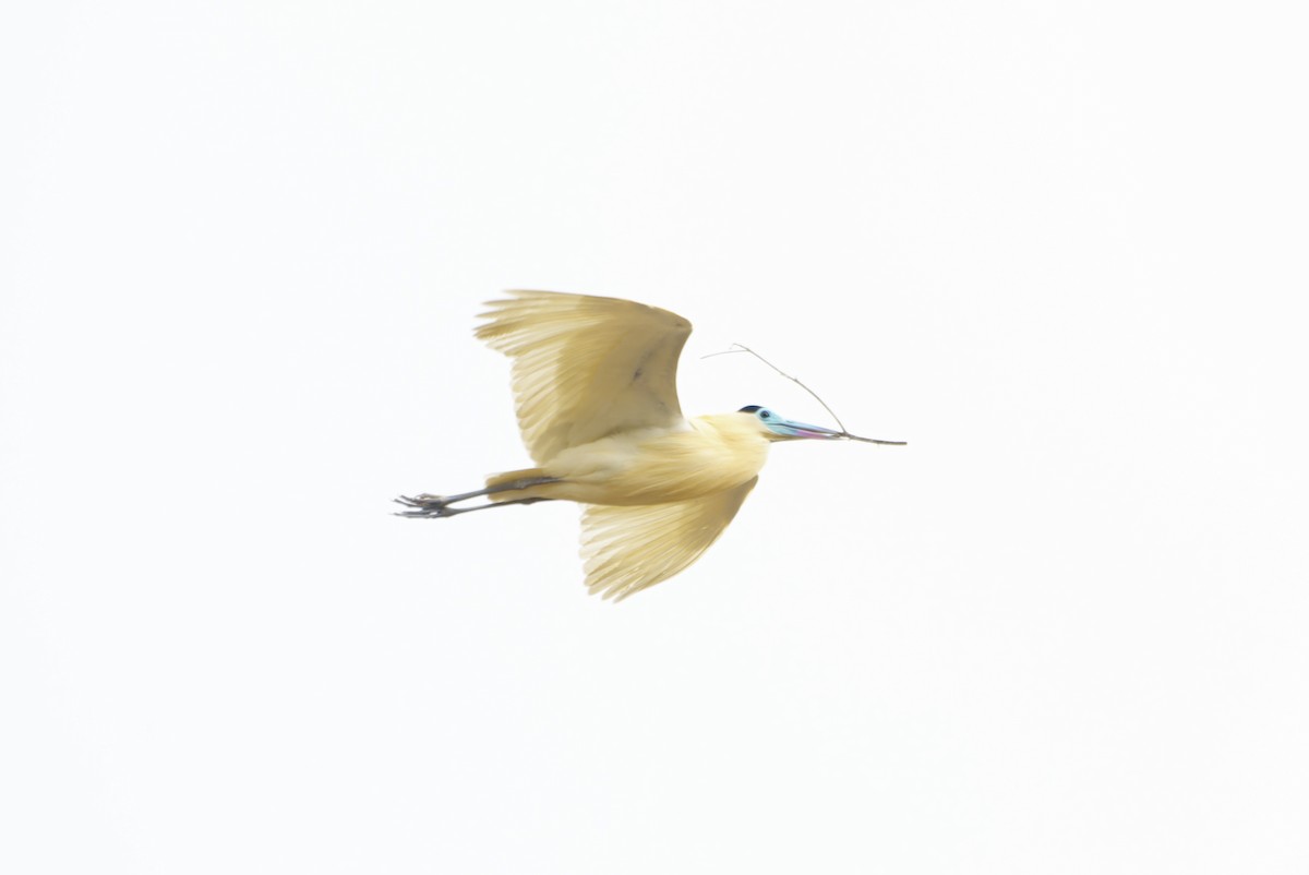 Capped Heron - ML646434160