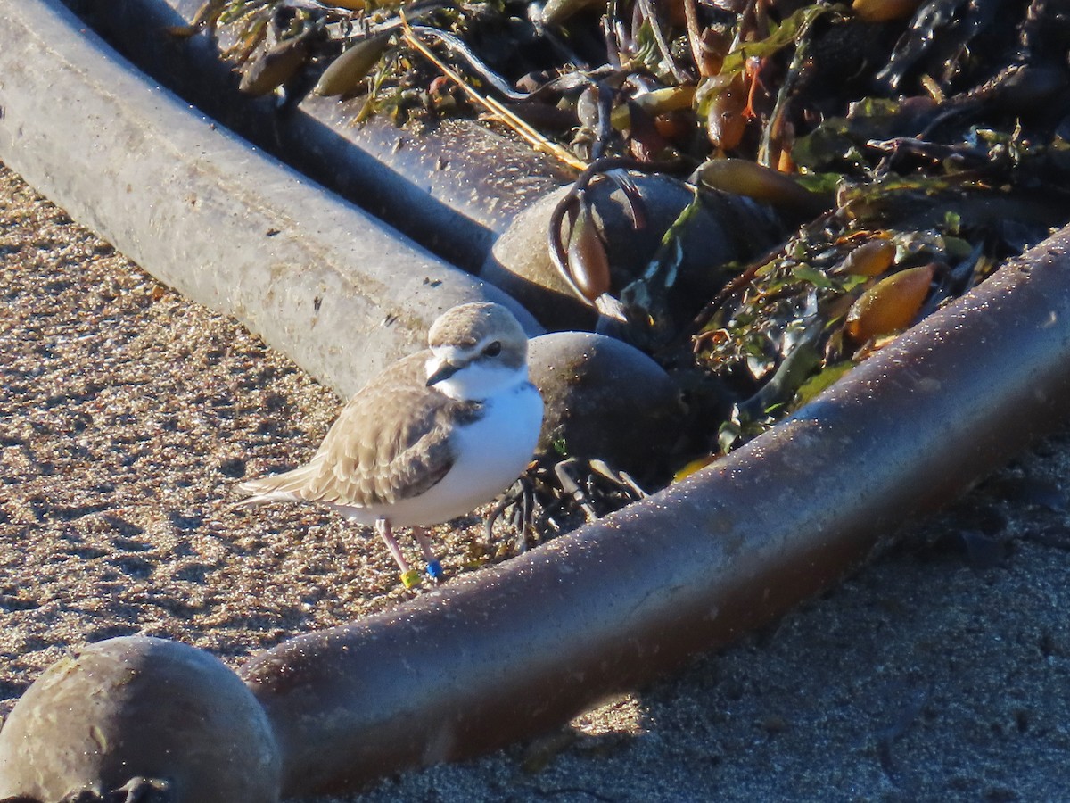 kulík západní - ML646434162