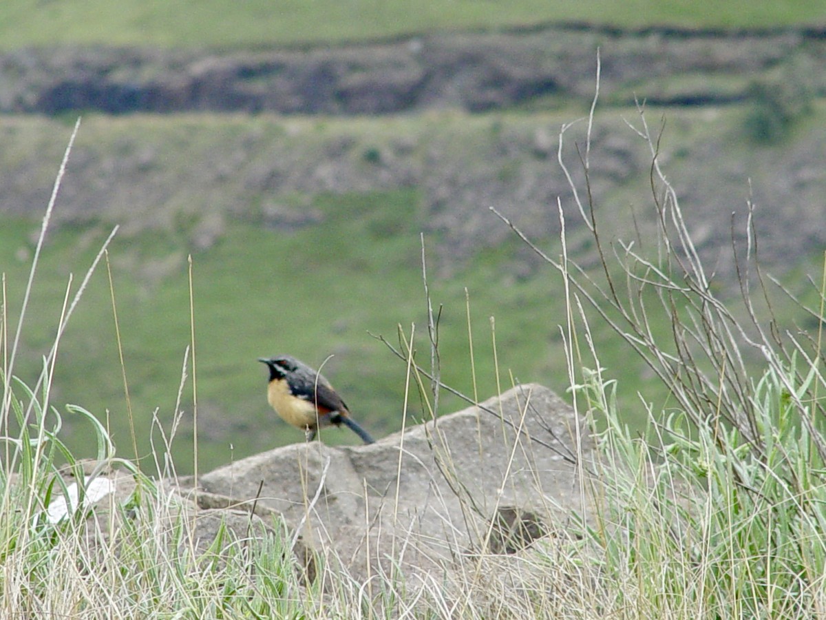 Drakensberg Rockjumper - ML646434163