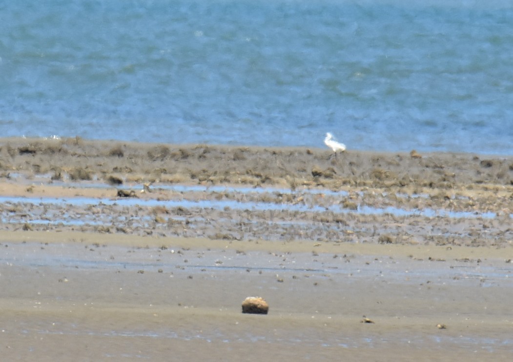 Aigrette garzette (immaculata) - ML646434164