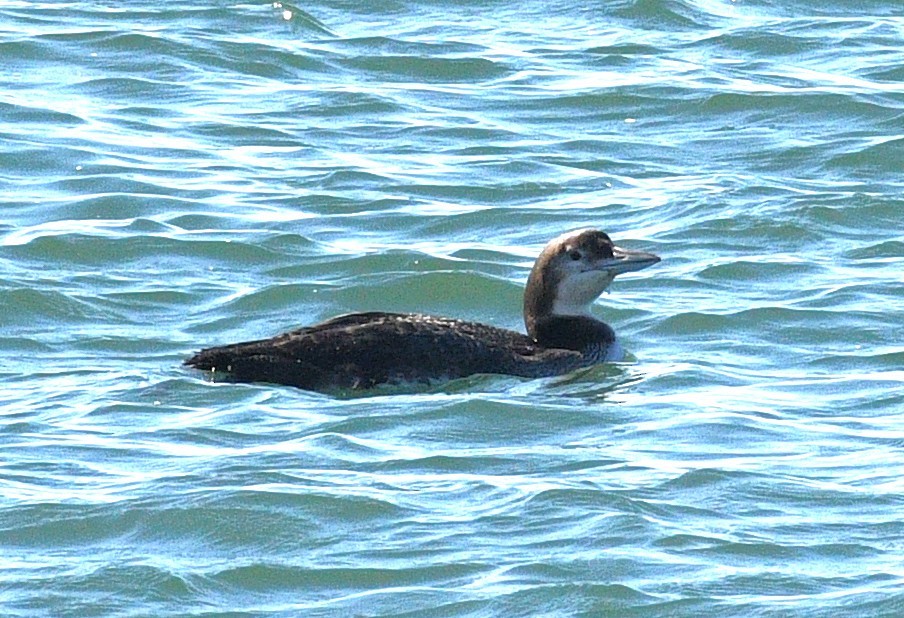 Common Loon - ML646434165