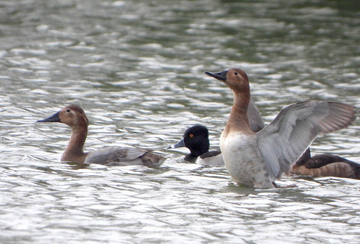 Canvasback - ML646434166