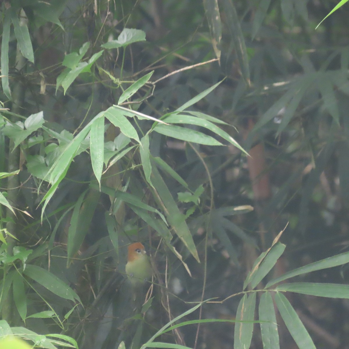Pale-billed Parrotbill - ML646434172