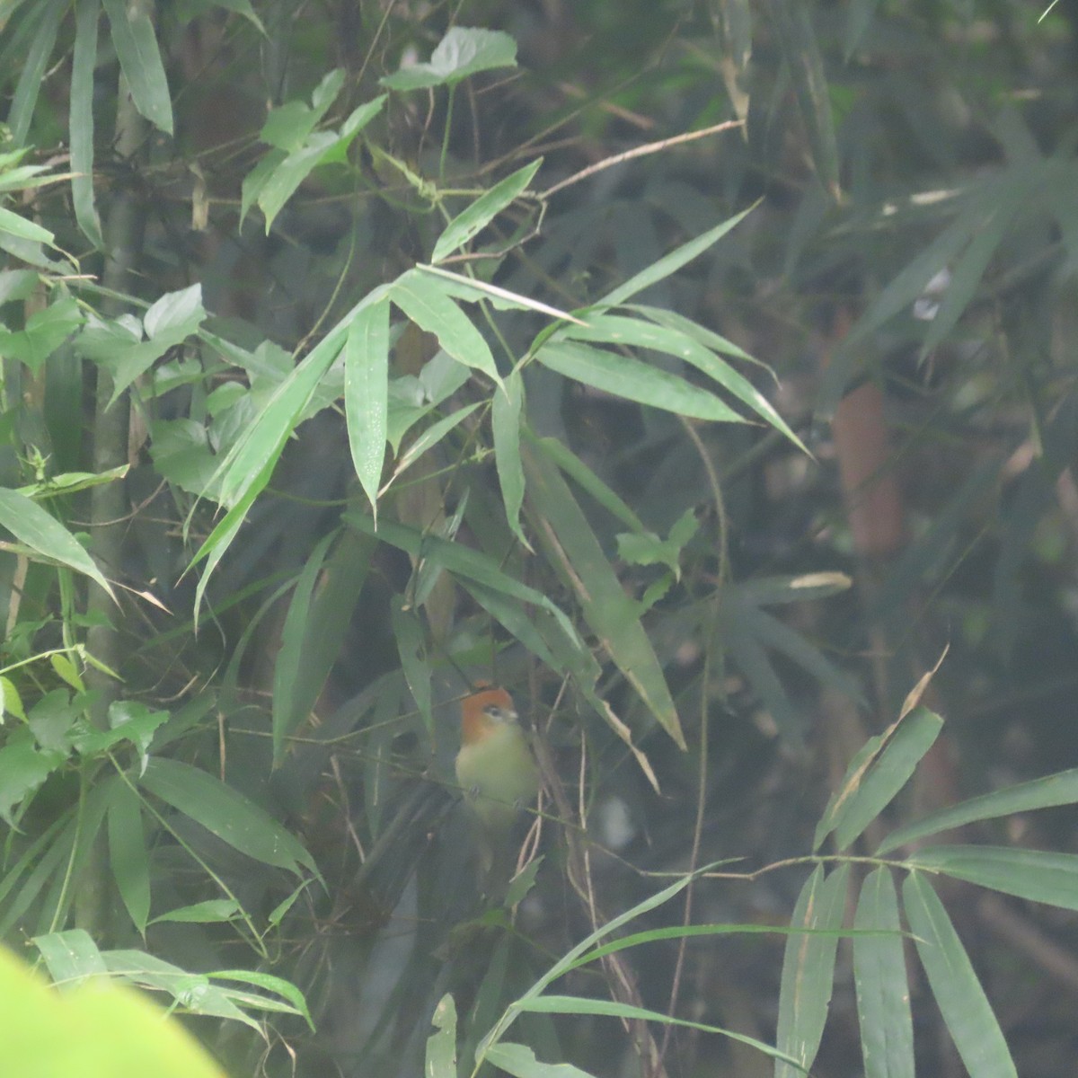 Pale-billed Parrotbill - ML646434173