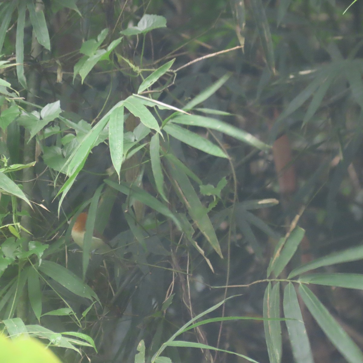 Pale-billed Parrotbill - ML646434174