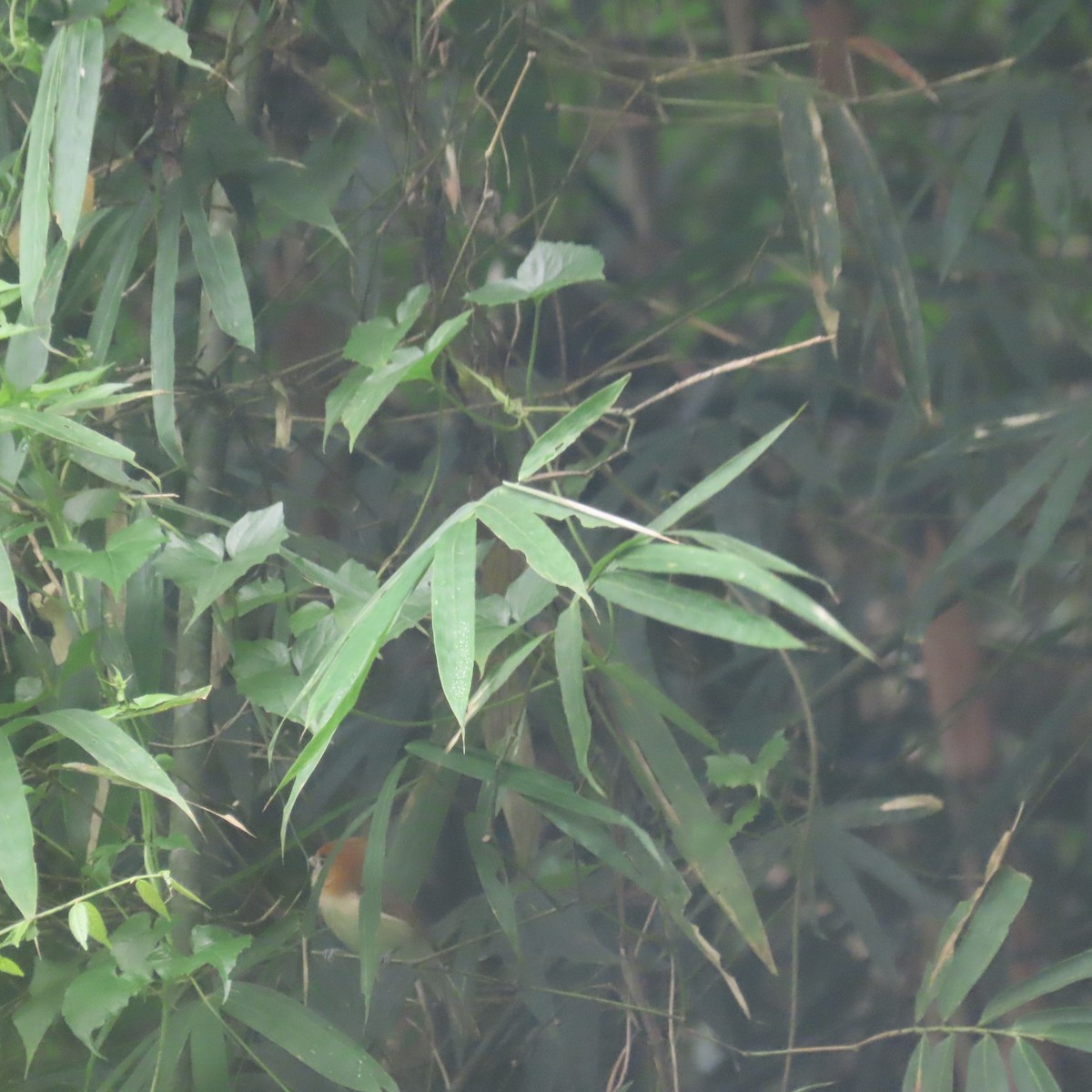 Pale-billed Parrotbill - ML646434175