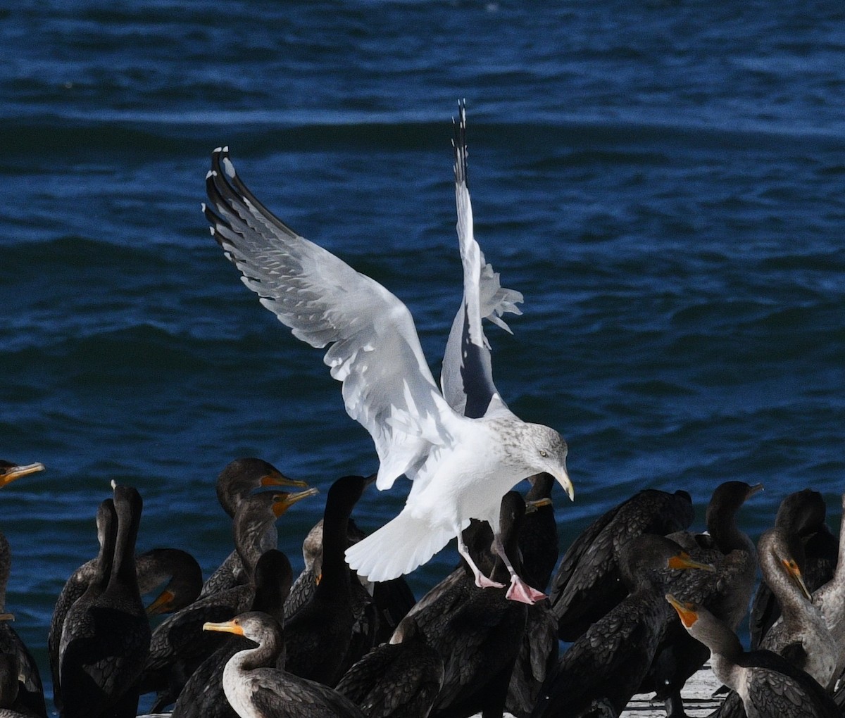 American Herring Gull - ML646434177