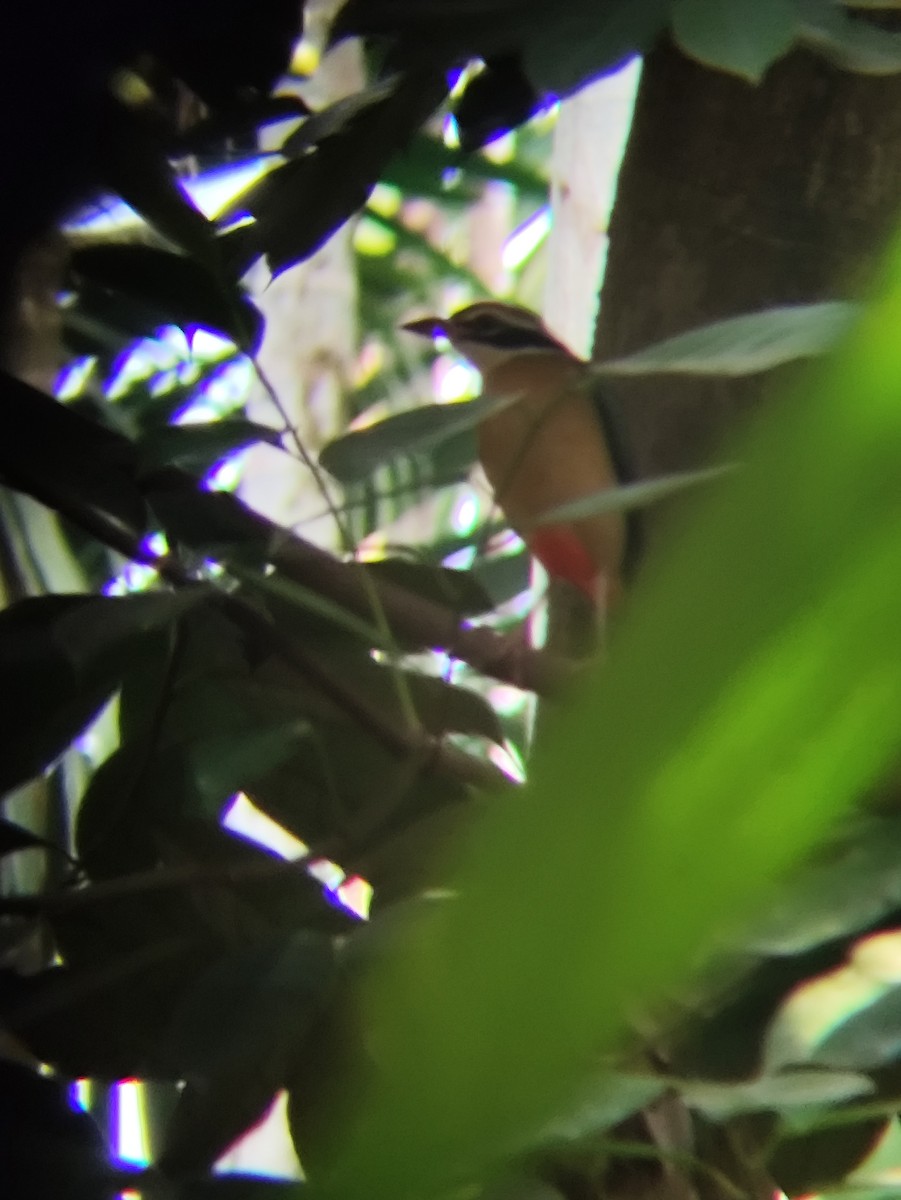 Indian Pitta - ML646434179