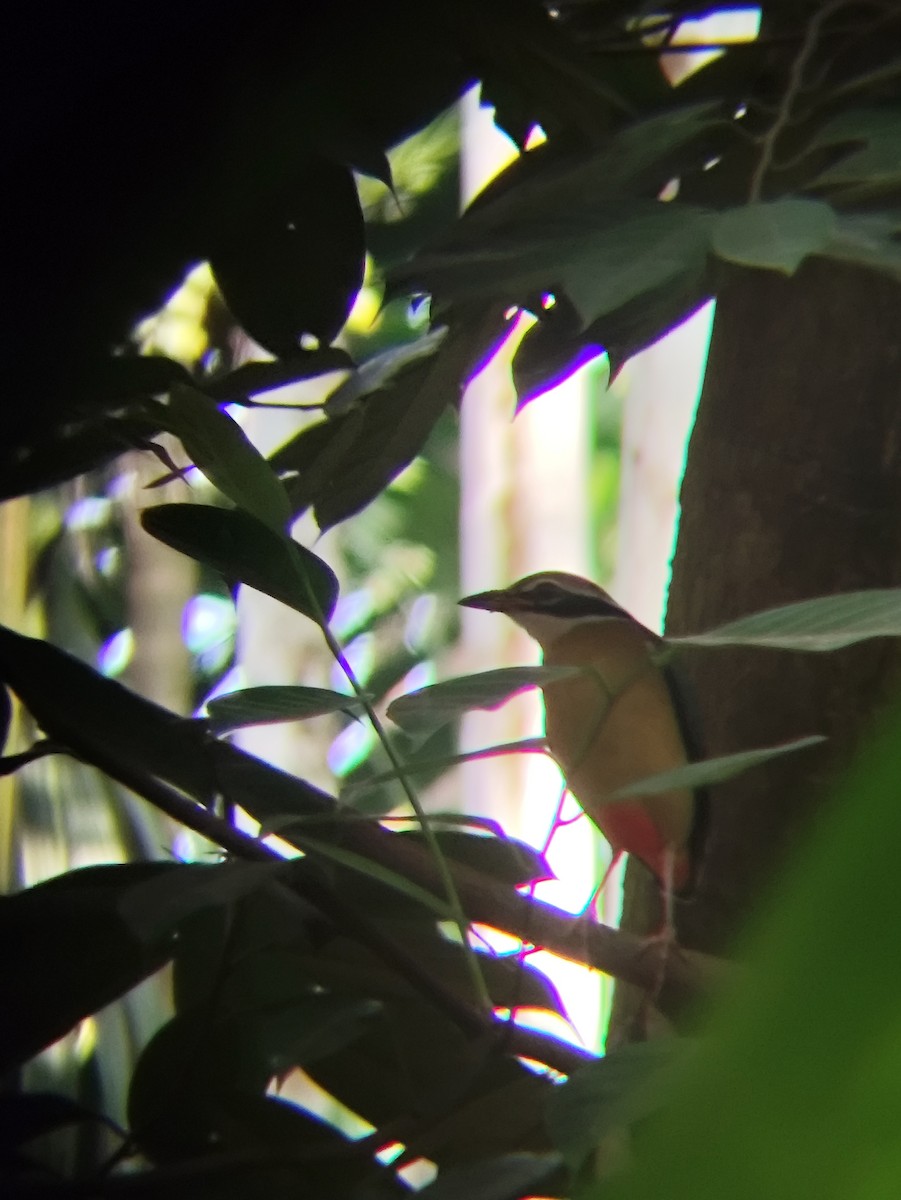 Indian Pitta - ML646434182