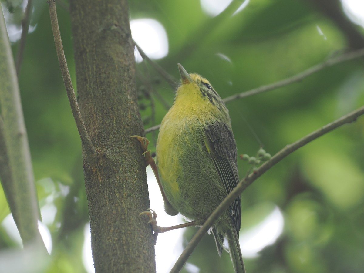 Pseudominla à gorge jaune - ML646434185