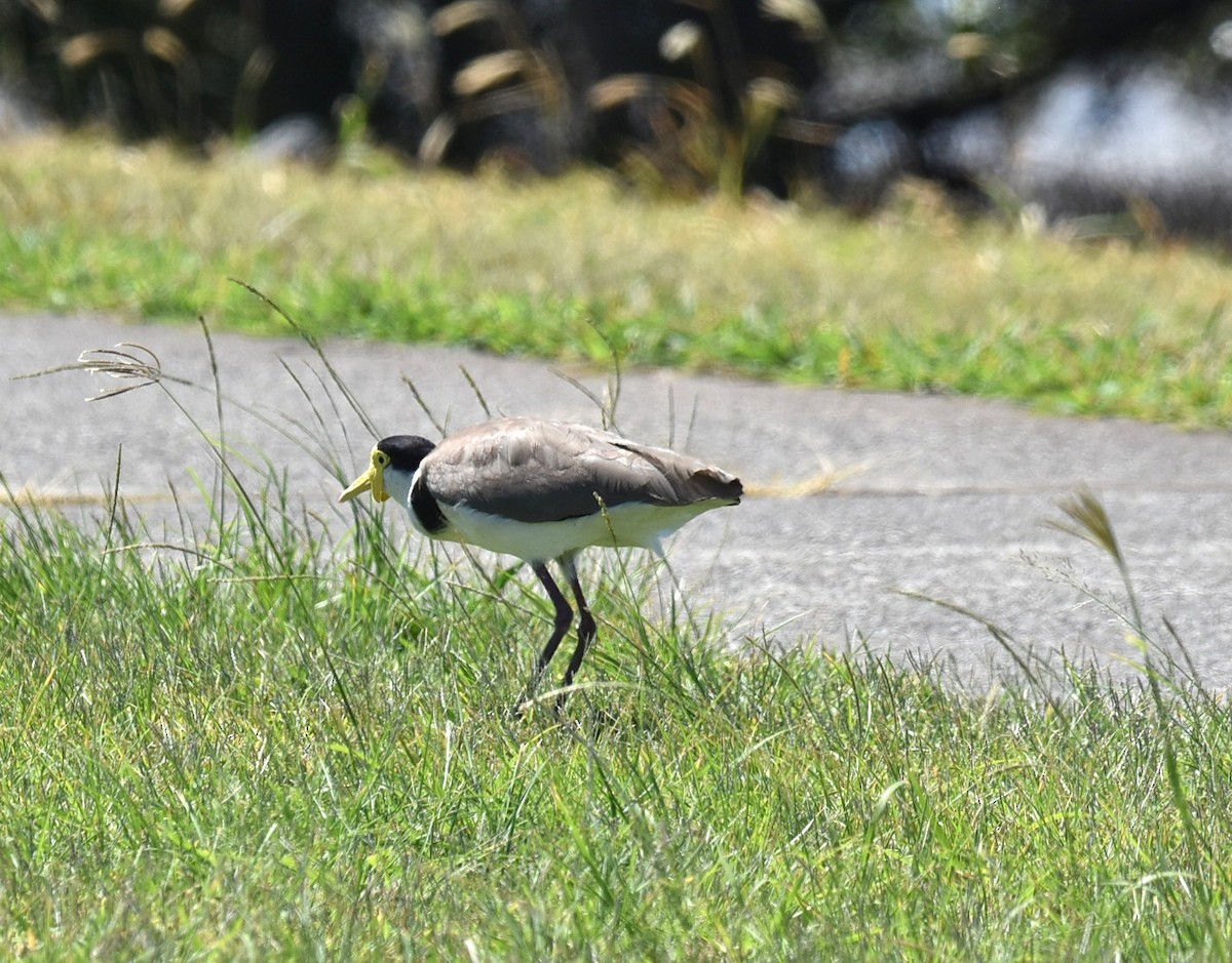 Avefría Militar - ML646434187