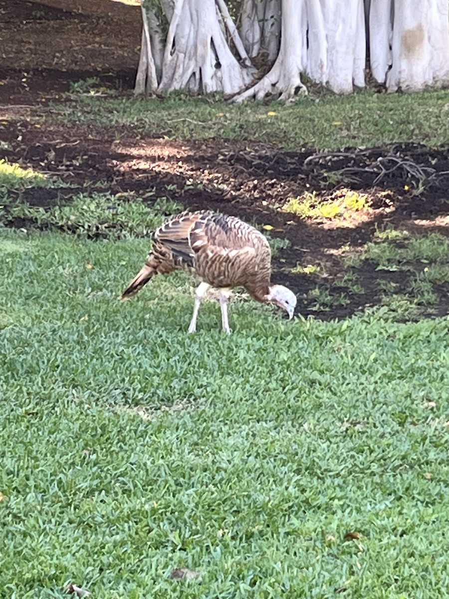 シチメンチョウ - ML646434188