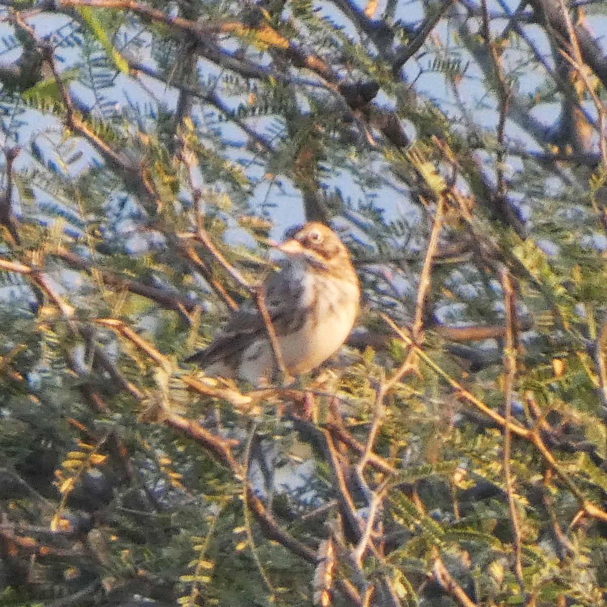Vesper Sparrow - ML646434189