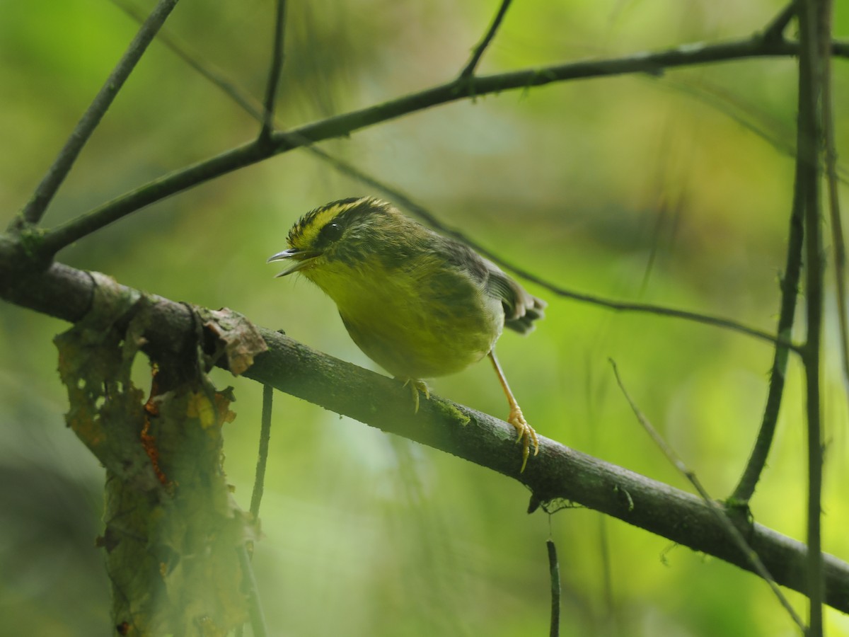 Pseudominla à gorge jaune - ML646434192