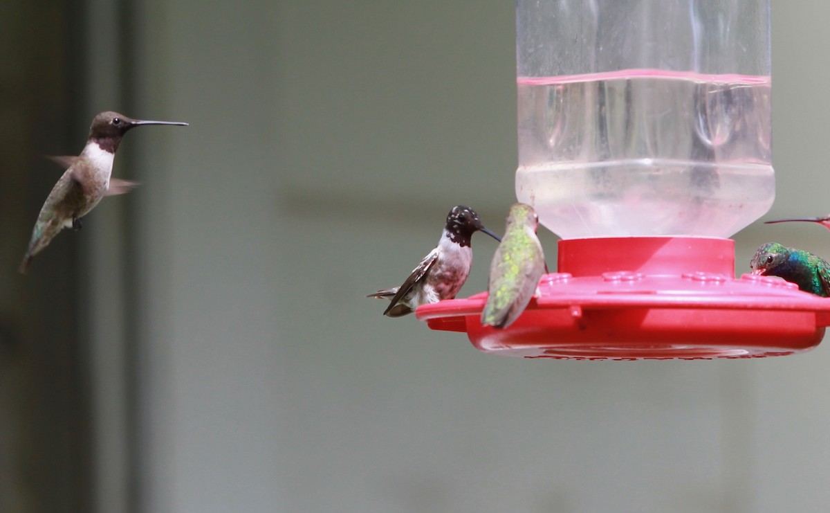Black-chinned Hummingbird - ML646434193