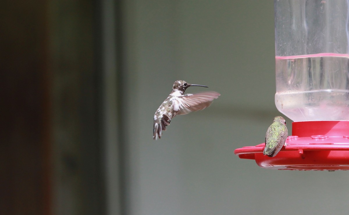 Black-chinned Hummingbird - ML646434194