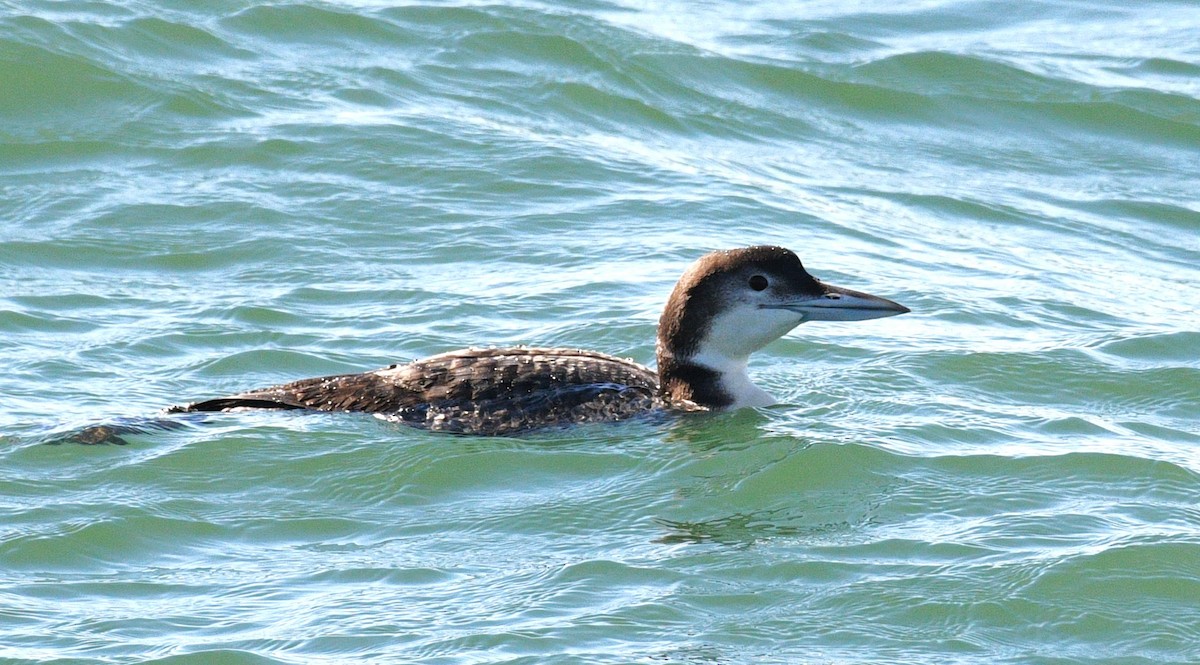 Common Loon - ML646434197