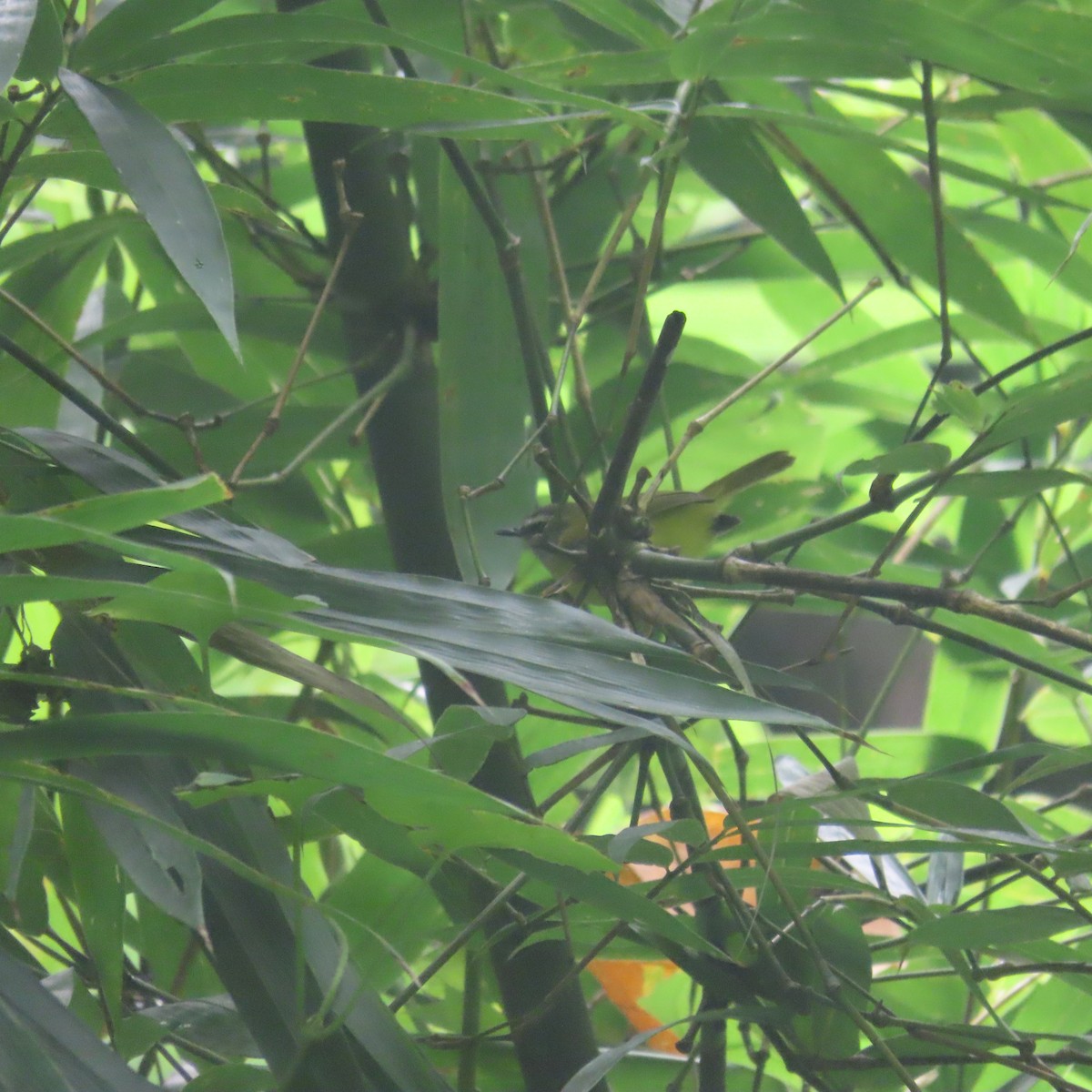 Yellow-bellied Warbler - ML646434199