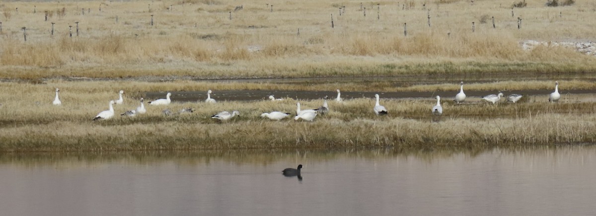 Snow Goose - ML646434200