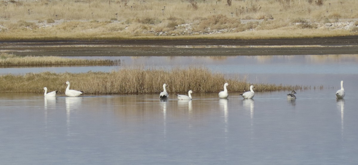 Snow Goose - ML646434201
