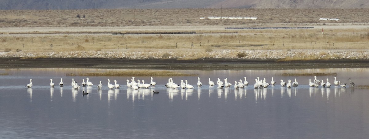 Snow Goose - ML646434202