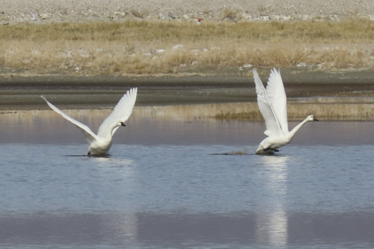 Tundra Swan - ML646434205