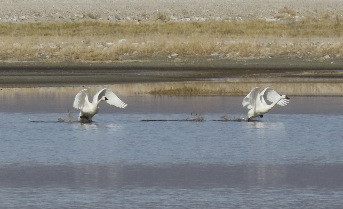 Tundra Swan - ML646434206
