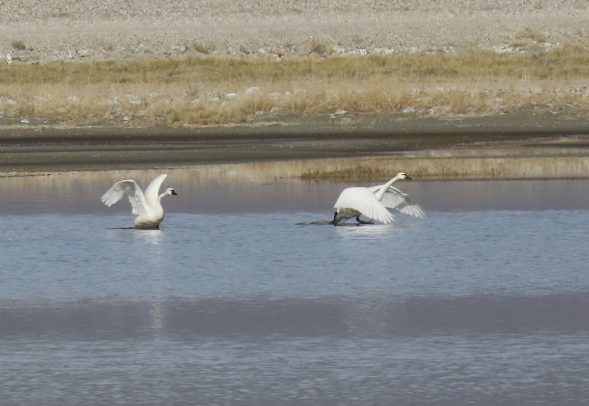 Tundra Swan - ML646434207
