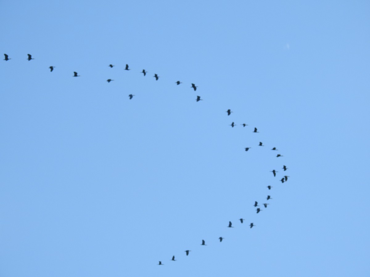 Коровайка американська - ML646434211