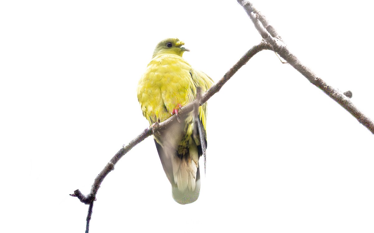 Orange-breasted Green-Pigeon - ML646434212