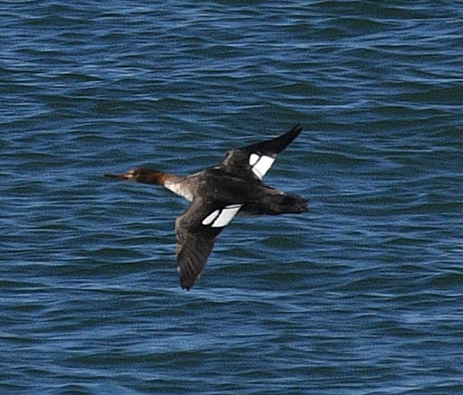 Red-breasted Merganser - ML646434213
