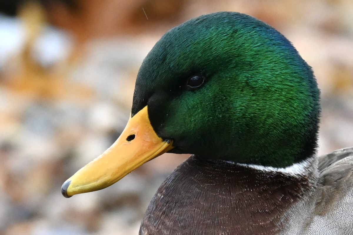 Yeşilbaş - ML646434214