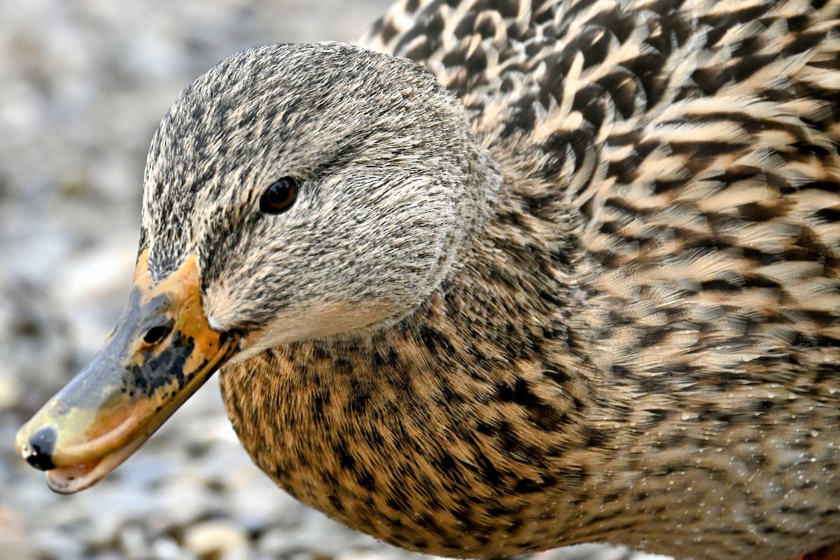 Yeşilbaş - ML646434215