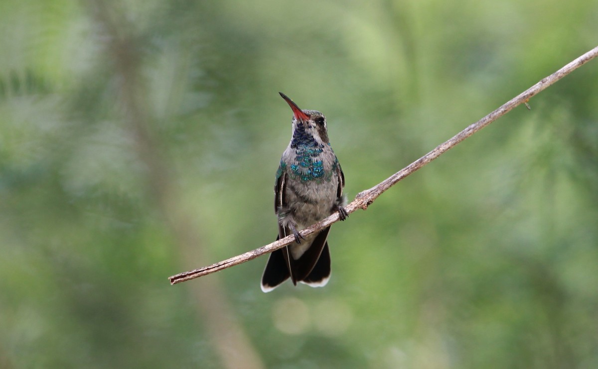 Broad-billed Hummingbird - ML646434216