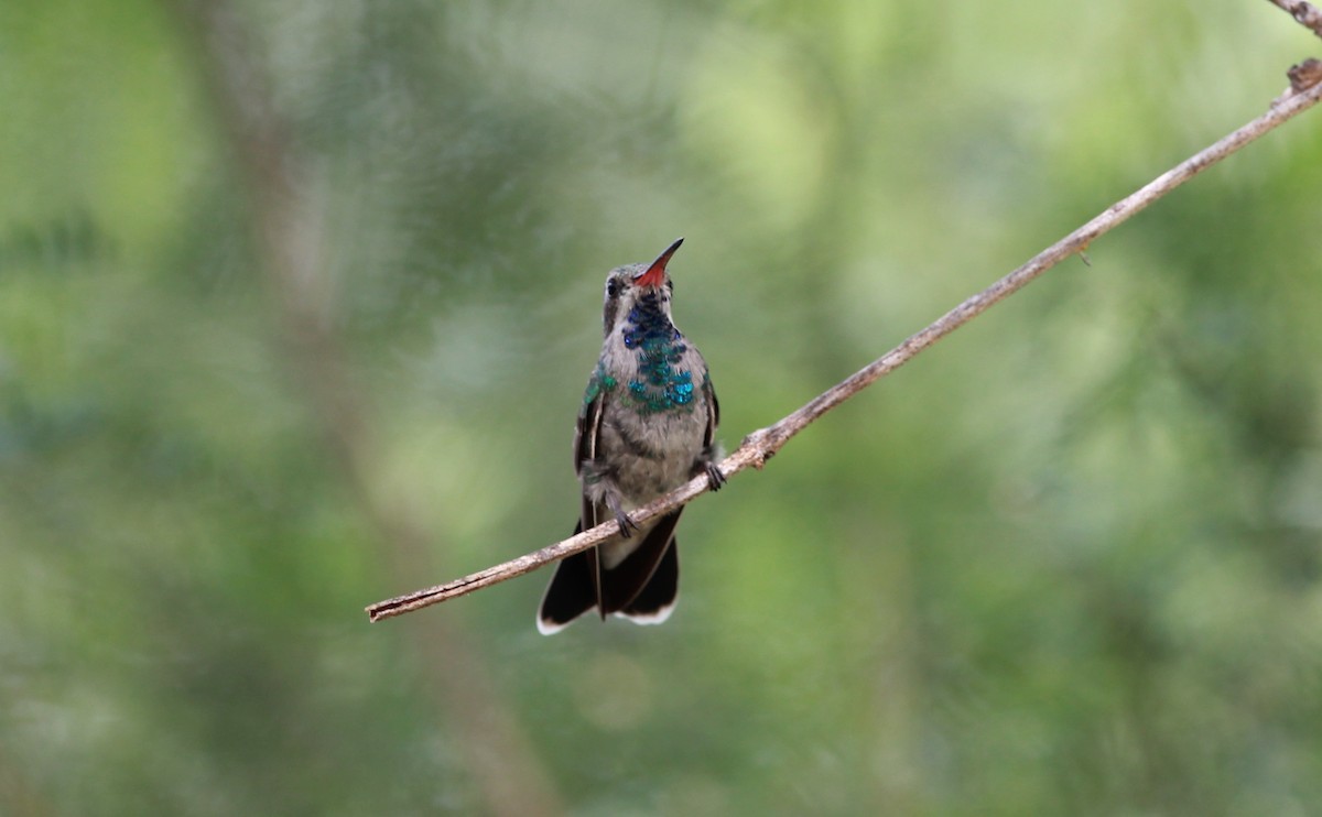 Broad-billed Hummingbird - ML646434217