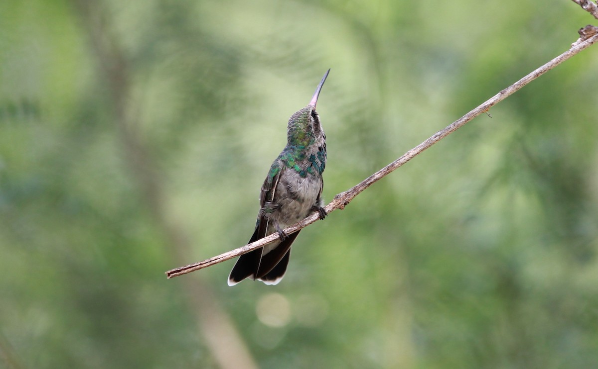 Broad-billed Hummingbird - ML646434218