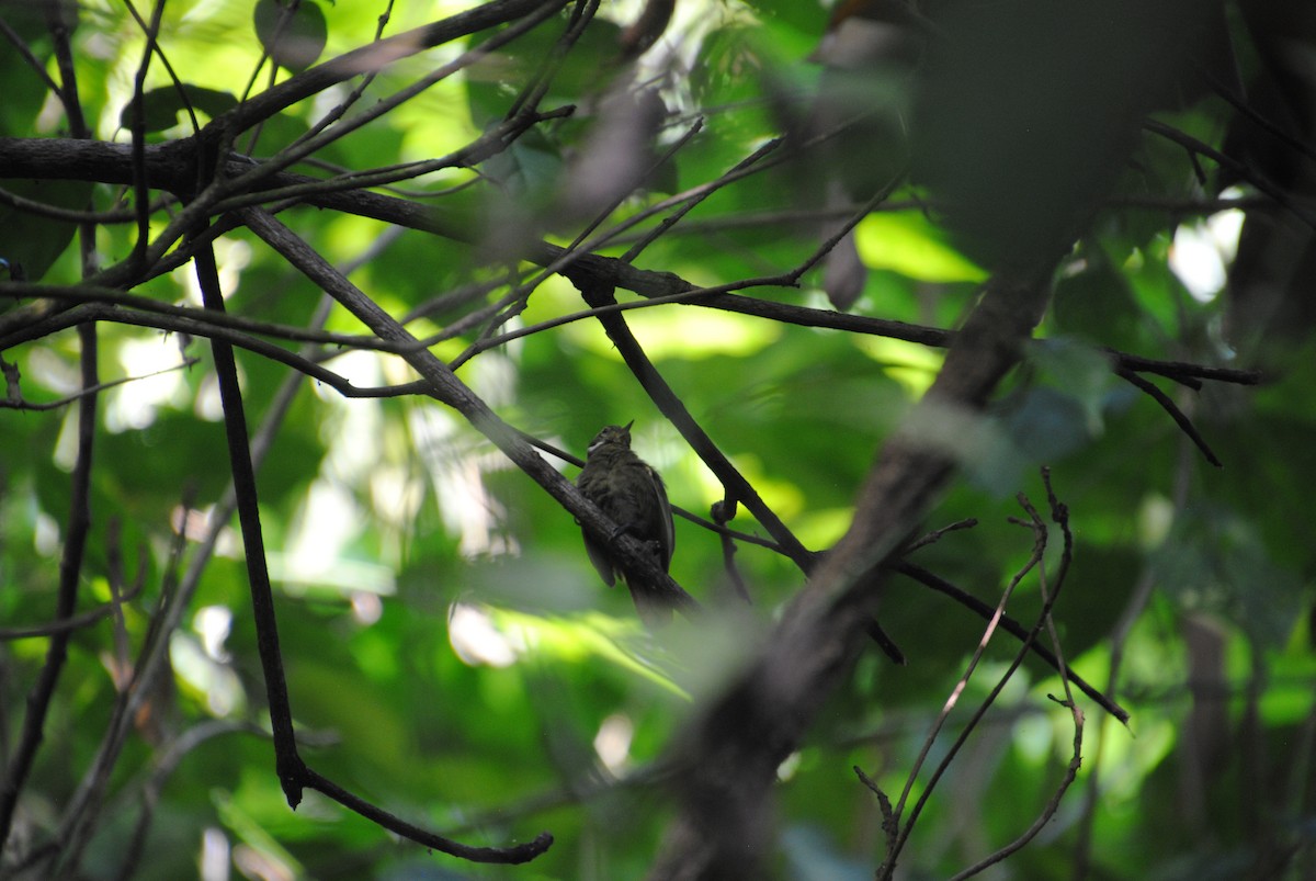 Kuzeyli Düz Zenops - ML646434219