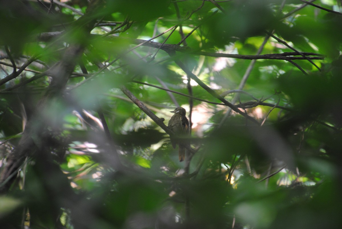 Kuzeyli Düz Zenops - ML646434220