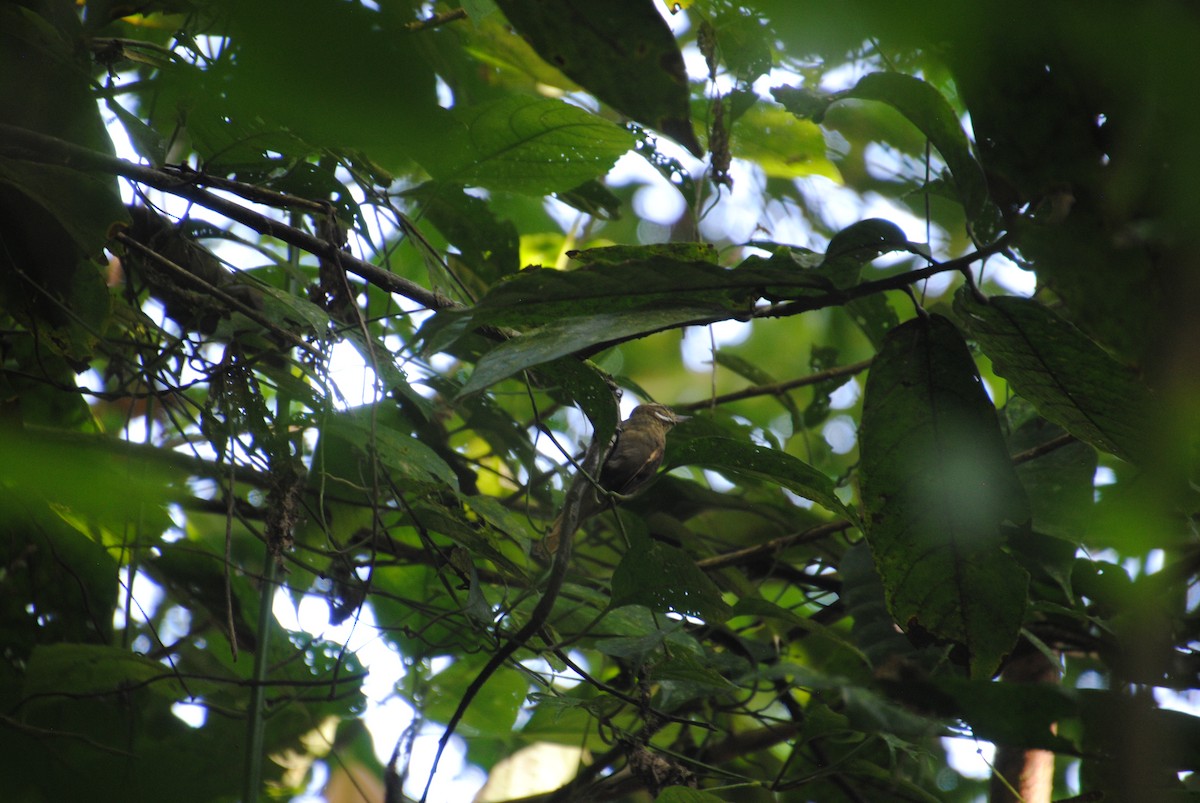 Kuzeyli Düz Zenops - ML646434221